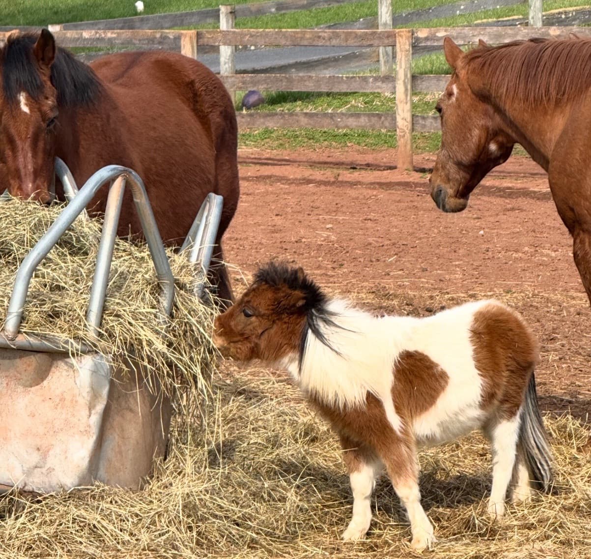 Baby horse