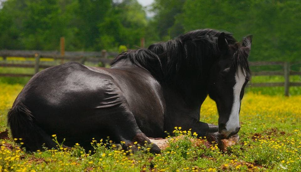 Horse laying down